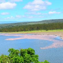 Lesser flamingos seen in front of an acacia forest observed near Lake Elementeita's shoreline