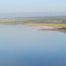 Lesser flamingoes seen along the shores of Lake Elmenteita