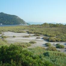 Blace Bay - Salicornia europea