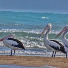 Migratory Bird