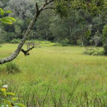 Image of the swamp in the Longwood Shola Reserve Forest