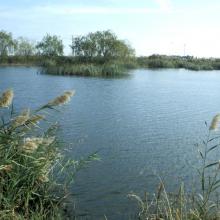 Marjal de Almenara. Panorámica de estany