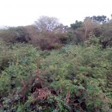 Forêt ripicole sur les berges des barrages