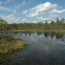 One of hundred bog pools and small lakes occurring near margin of Teici mire close to forest belt.