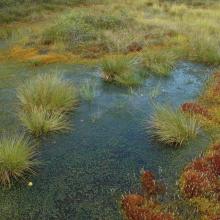 Vegetation of bog hollow - Teici Mire.
