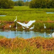 Picture of birds