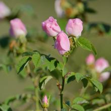 Rosa canina L. 