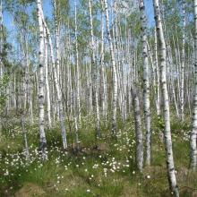 Mezotrophic bog of Somyne Swamps