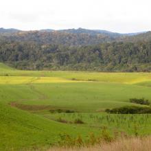 Paysage forestier de Bemanevika