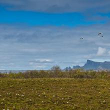 Wooper Swans in the western part of the reserve.