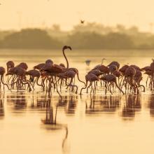 Parvada de flamencos en la ciénaga
