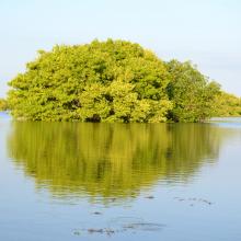 Islote de manglar