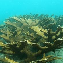 Elhorn coral) Acropora palmata) Elhorn coral) Acropora palmata)