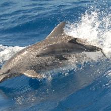 The Atlantic spotted dolphin (Stenella frontalis) uses the site for refuge, birthing and nursery. The Atlantic spotted dolphin (Stenella frontalis) uses the site for refuge, birthing and nursery.