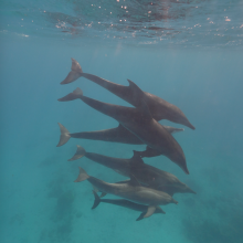 The Rough-toothed dolphin (Steno bredanensis) uses the site for refuge, birthing and nursery. The Rough-toothed dolphin (Steno bredanensis) uses the site for refuge, birthing and nursery.