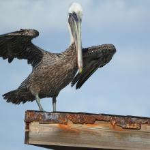 Brown Pelican at San Nicolas Bay
