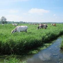 prairies et paturage