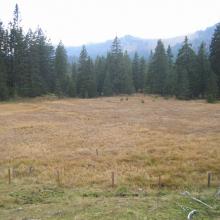 Grazing has come to an end in this bog Grazing has come to an end in this bog