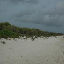 Turtle nesting beach