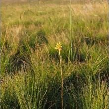 Aloe Modesta, the only sweetly scented aloe in Africa, found on DBNR