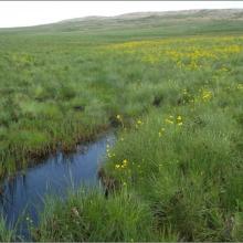 Newly found plant, Bulbine decastroi, associated with wetlands