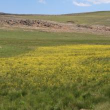 Bulbine decastroi in full bloom in a wetland on DBNR