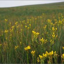 Bright yellow inflorescence of Bulbine decastroi
