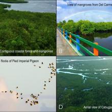 (A, B) Poblacion boardwalk and view deck overlooking the contiguous coastal forests and mangroves of Domoyog and Esperanza, which are vital roosting sites for the (C) Pied Imperial Pigeon, or (D) taking a boat tour through the vast network of channels that course between the mangeroves (Photo by JC 