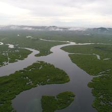 Aerial view of the contiguous Del Carmen Mangrove Forest