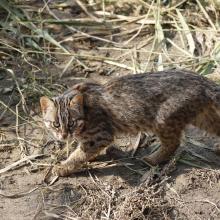 Leopard Cat