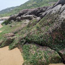 Green algae in Huokun'ao Bay
