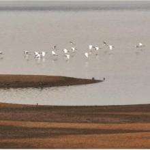 Egrets Skittering over the water