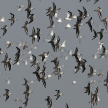 Calidris alba