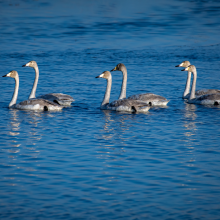 The whooper Swan (Cygnus cygnus)